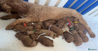 Goldendoodle dogs - Advert 6