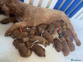 Goldendoodle dogs - Advert 10