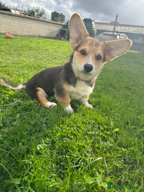 Welsh Corgi Pembroke dogs Gorgeous RKC reg corgi's DNA health tested parents - Advert 2