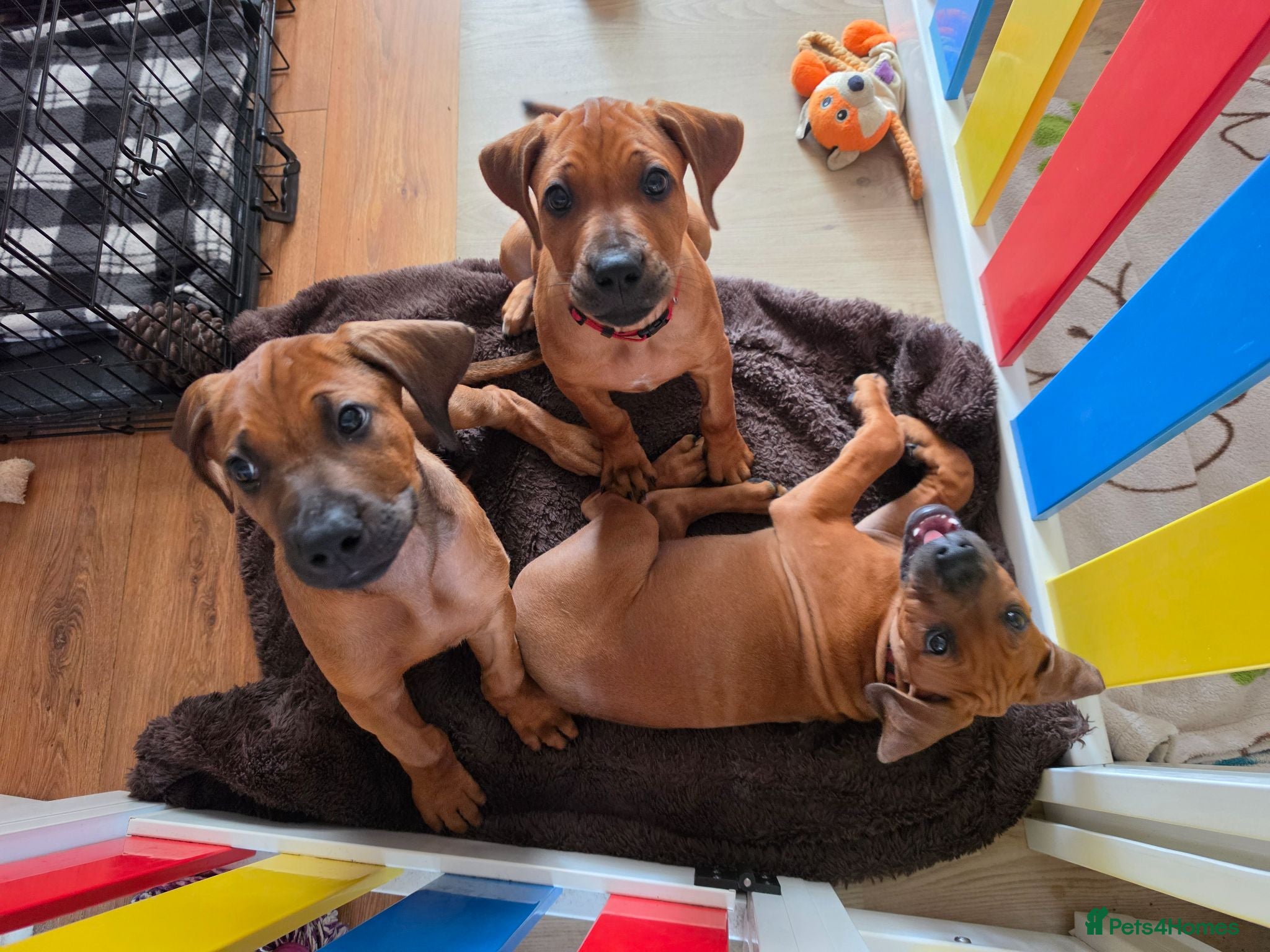 Rhodesian Ridgeback dogs KC Registered Rhodesian Ridgeback Puppies - Advert 2
