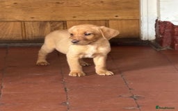 Labrador Retriever dogs for sale: KC FOX RED LABRADORS  - Image 12