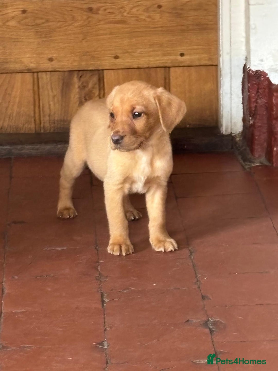 Labrador Retriever dogs for sale: KC FOX RED LABRADORS  - Image 12