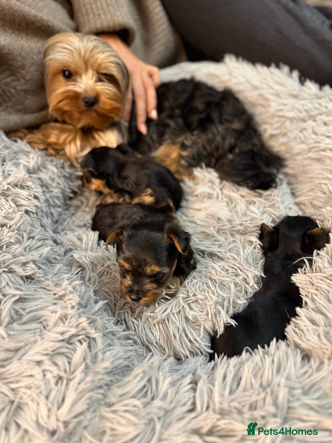 Yorkshire Terrier dogs for sale: Yorkshire Terrier Puppy – Boy - Advert 6