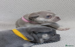 French Bulldog dogs for sale: Lilac and Tan, isabella, French bulldog puppies - Image 4
