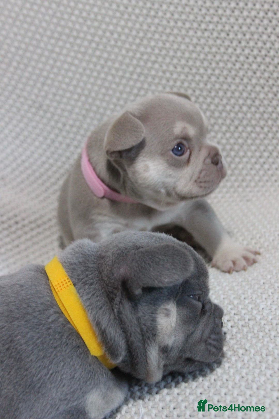 French Bulldog dogs for sale: Lilac and Tan, isabella, French bulldog puppies - Image 4