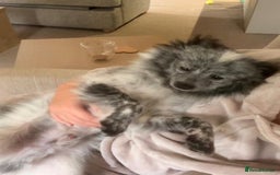 Pomeranian dogs for sale: Fox Face Merle Pomeranian Puppy - Advert 5