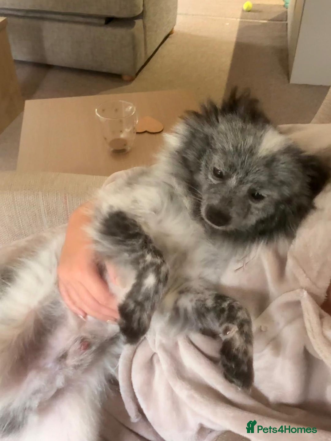 Pomeranian dogs for sale: Fox Face Merle Pomeranian Puppy - Advert 5