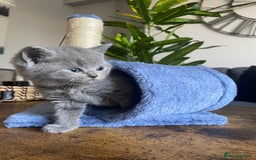 British Shorthair cats for sale: Stunning British Short Hair kitten GCCF/TICA - Image 14