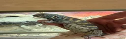 Lizard reptiles for sale: Ornate Uromastyx - 18 months old - Advert 2