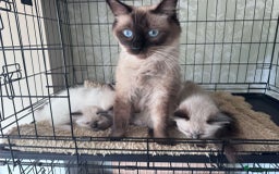 Ragdoll cats for sale: Loving Ragdoll Kittens  - Image 3