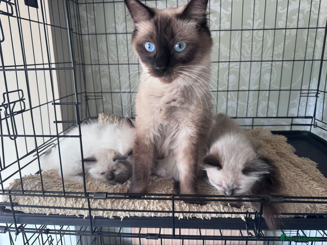 Ragdoll cats for sale: Loving Ragdoll Kittens  - Image 3