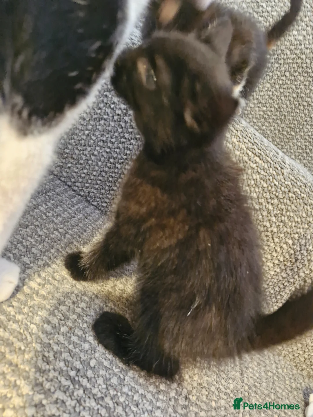Mixed Breed cats for sale: 3 kittens for sell - Advert 4