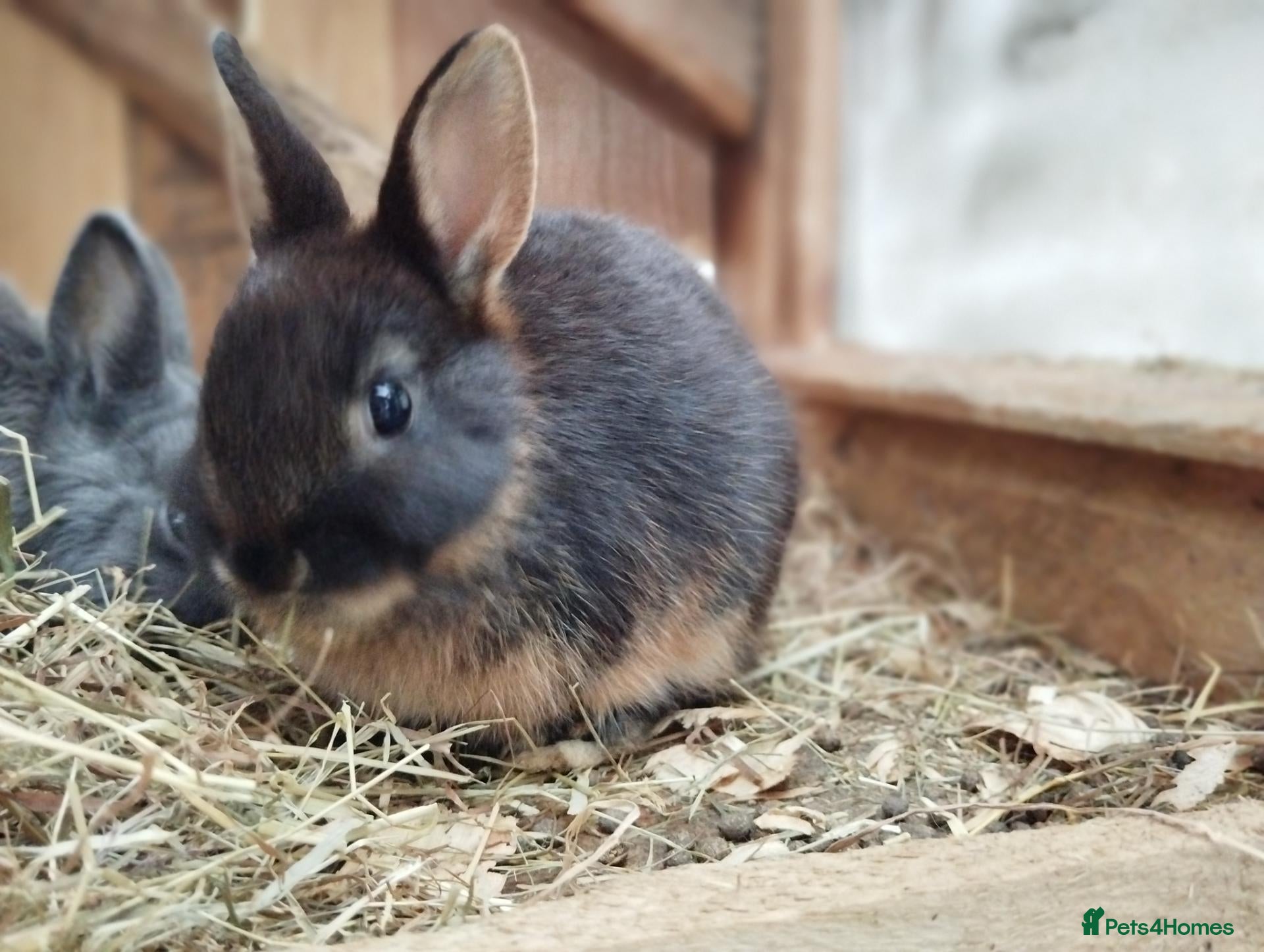 Netherland Dwarf rabbits for sale: Netherland dwarf Doe CLEARANCE £60 each - Advert 2