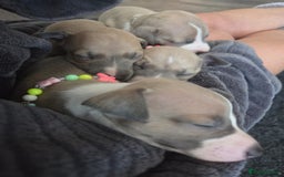 Italian Greyhound dogs for sale: Adorable Italian Greyhound girls - Image 5