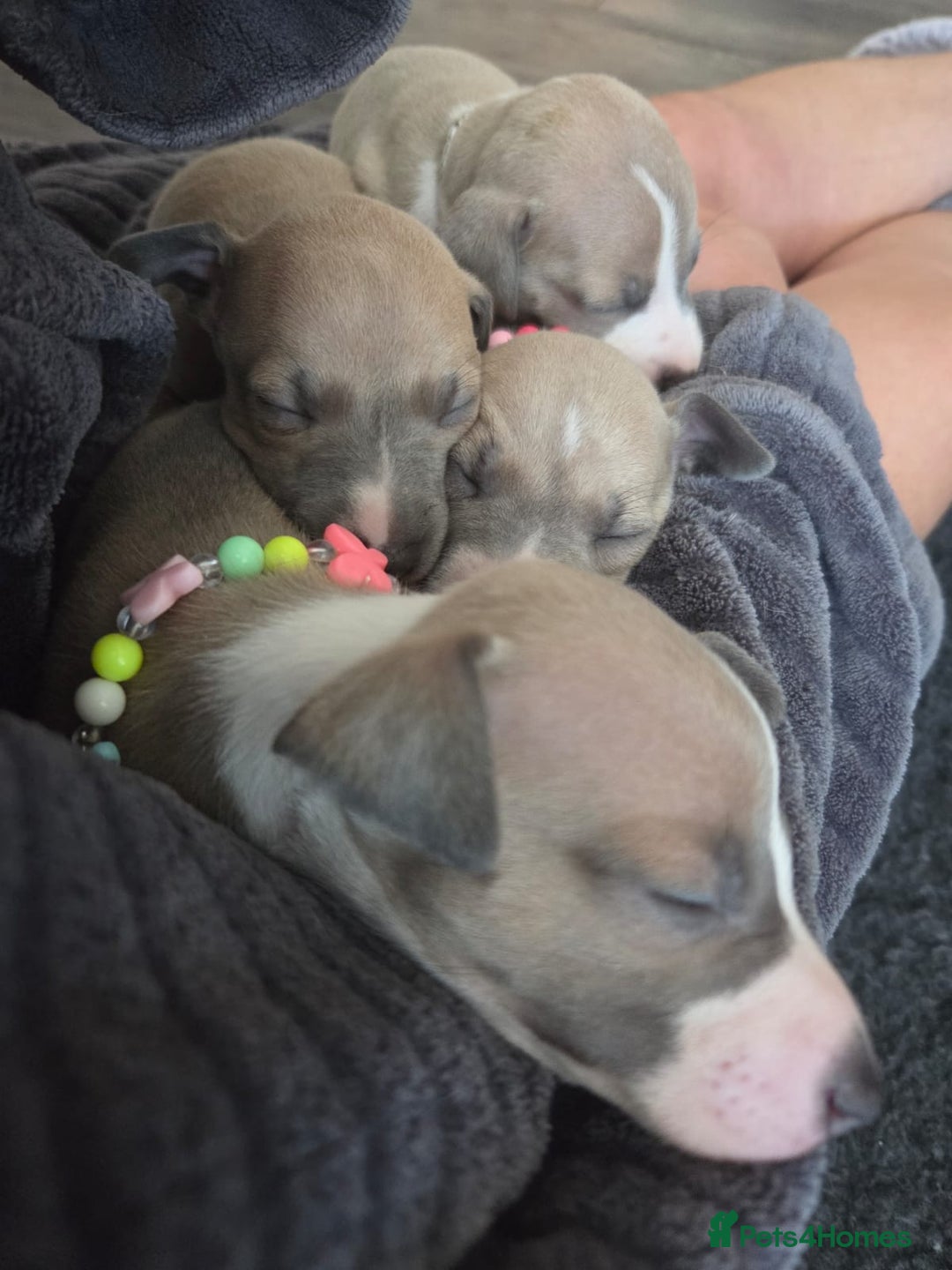 Italian Greyhound dogs for sale: Adorable Italian Greyhound girls - Image 5