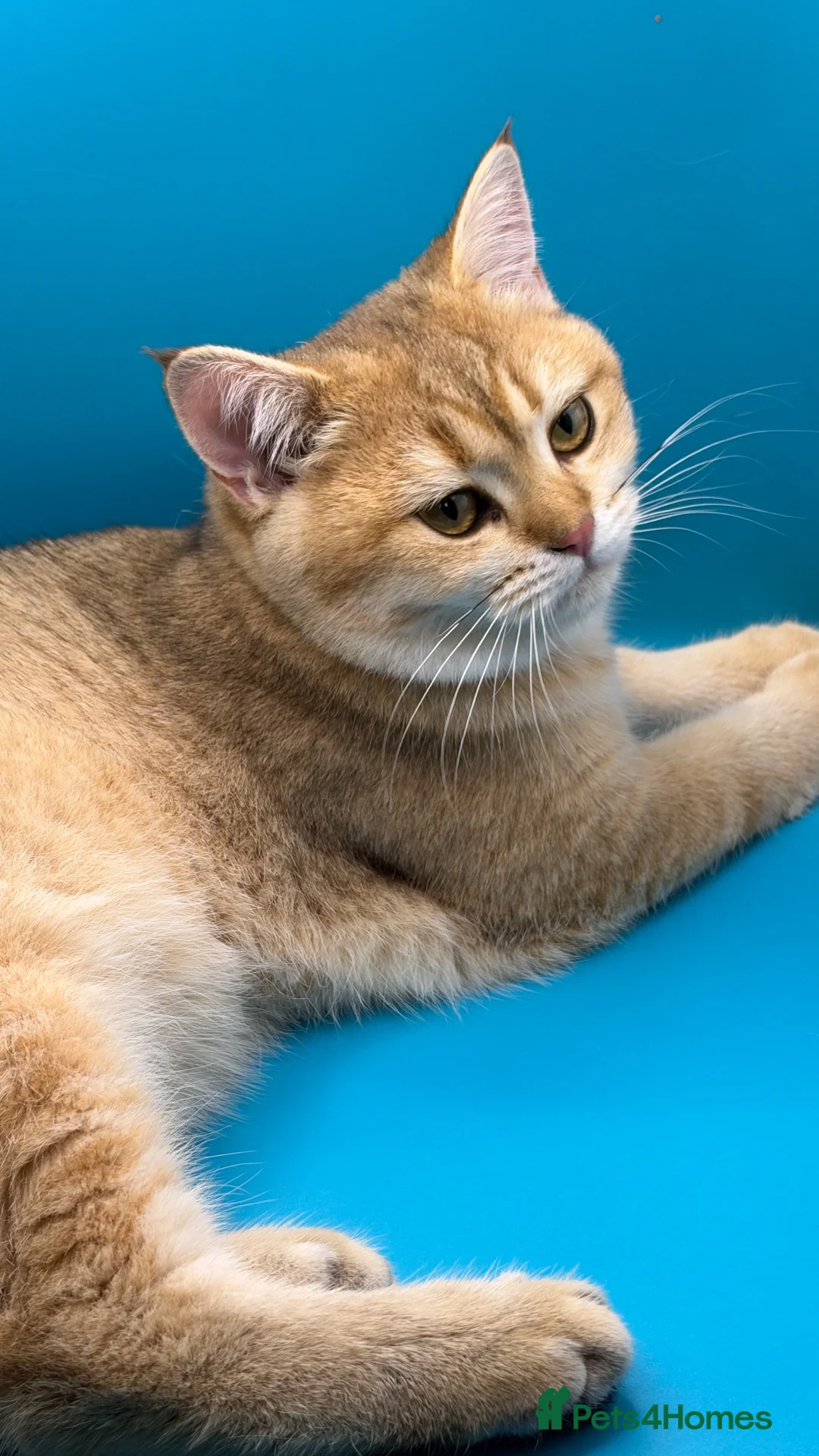 British Shorthair cats for sale: GCCF BSH NY12 GOLDEN KITTEN ONE GIRL LEFT  - Advert 2