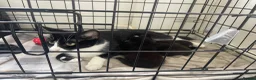 Mixed Breed cats for sale: 3 gorgeous kittens - Advert 1