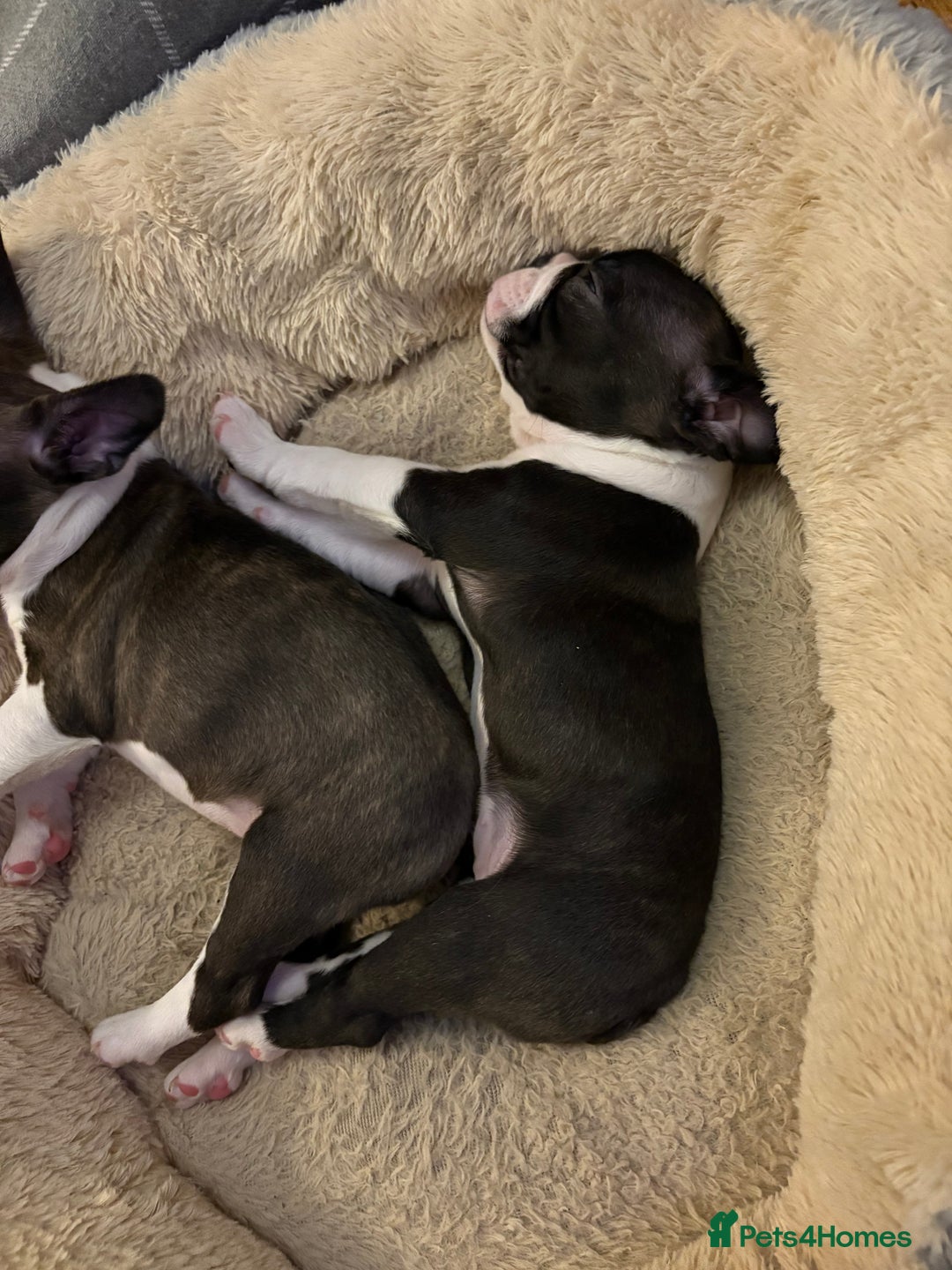 Boston Terrier dogs for sale: Boston Terrier Puppies. Ready in 2 weeks.  - Advert 3