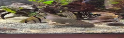 Angelfish fish for sale: Tropical fish for sale  in London - Advert 8