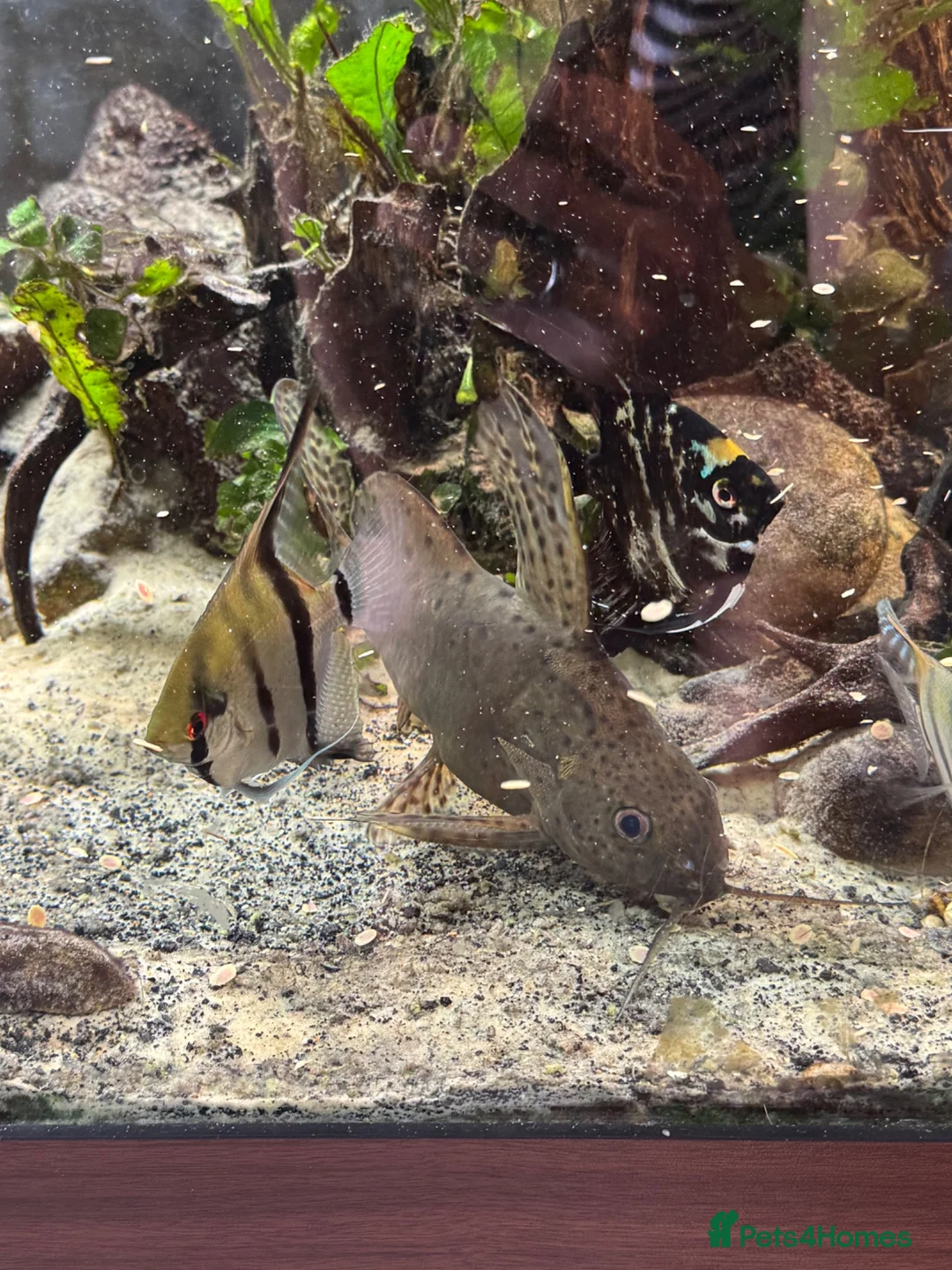 Angelfish fish for sale: Tropical fish for sale  in London - Advert 8