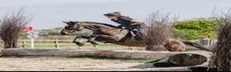 English Thoroughbred horses for sale: Sienna - 15.2hh, 10yo TB MARE in Corby - Advert 6