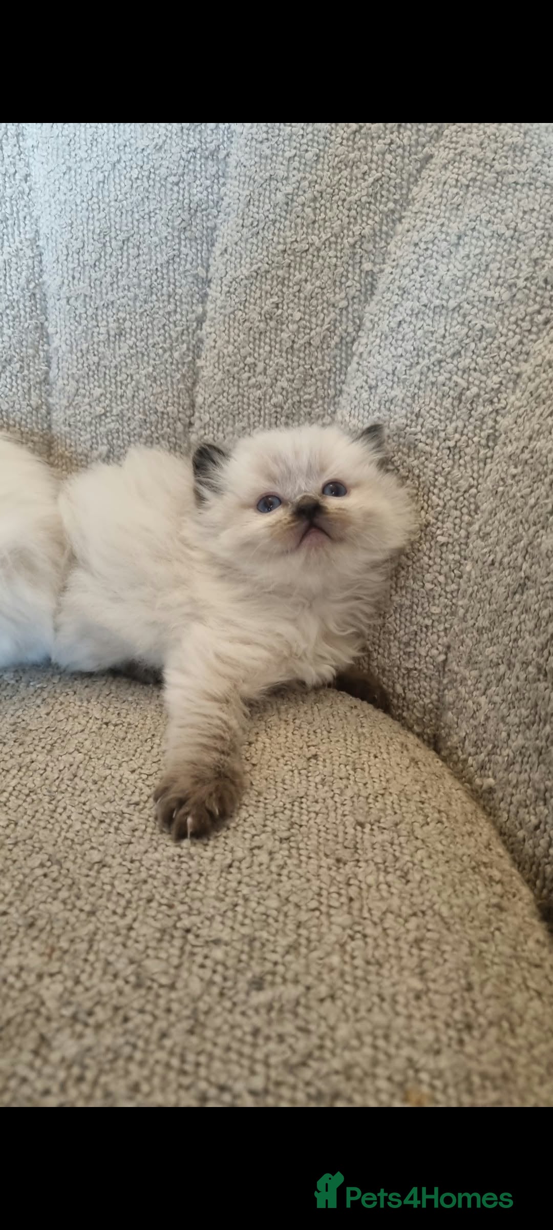 Ragdoll cats for sale: 2 left Health tested pure ragdoll  kittens  - Advert 2