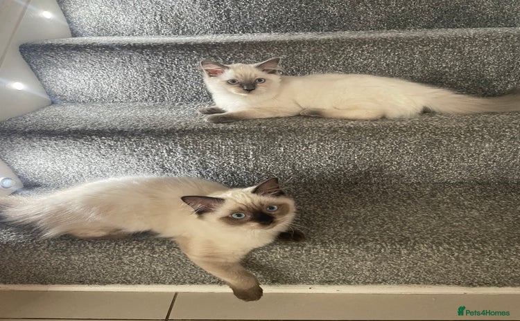 Ragdoll cats - Advert 1