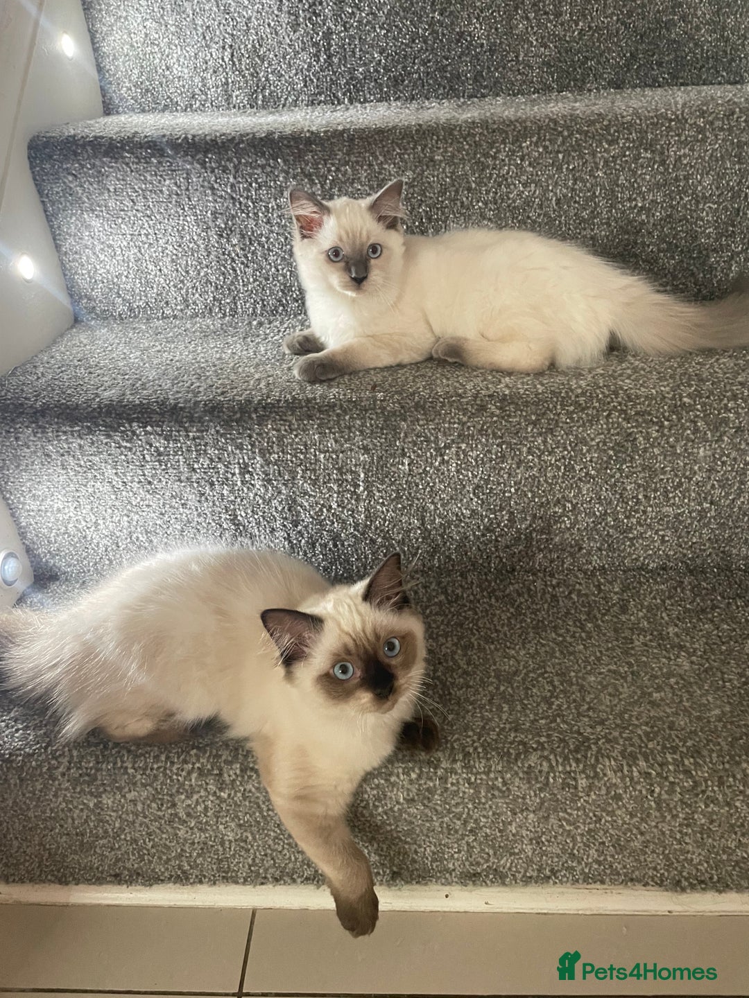 Ragdoll cats for sale: Seal point pedigree Ragdoll  - Image 1