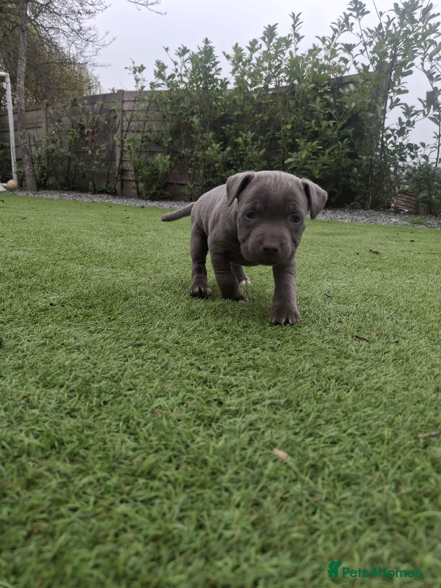 Staffordshire Bull Terrier dogs 1 FEMALE LEFT PICK OF THE LITTER  - Advert 7