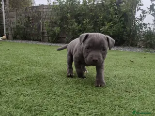 Staffordshire Bull Terrier dogs 1 FEMALE LEFT PICK OF THE LITTER - Advert 7