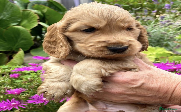 Cocker Spaniel dogs - Advert 10