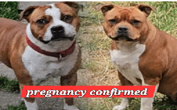 Staffordshire Bull Terrier dogs for sale: 🥨 2 WEEKS UNTIL RED PUPS ARRIVE.🥨 - Image 1