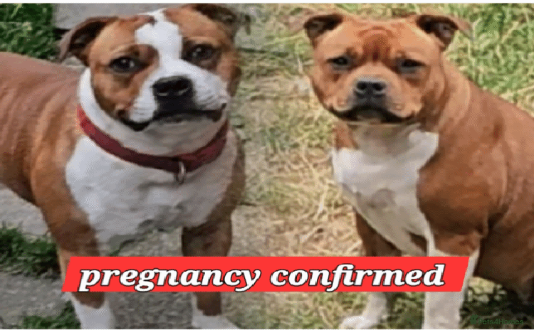 Staffordshire Bull Terrier dogs - Advert 4