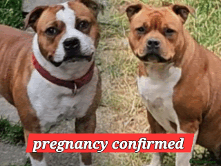 Staffordshire Bull Terrier dogs - Advert 5