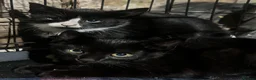 Domestic Shorthair cats for sale: Farm kittens for sale  - Advert 10