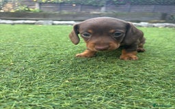 Miniature Dachshund dogs for sale: 3 gorgeous Chocolate and tan Girls  - Image 6