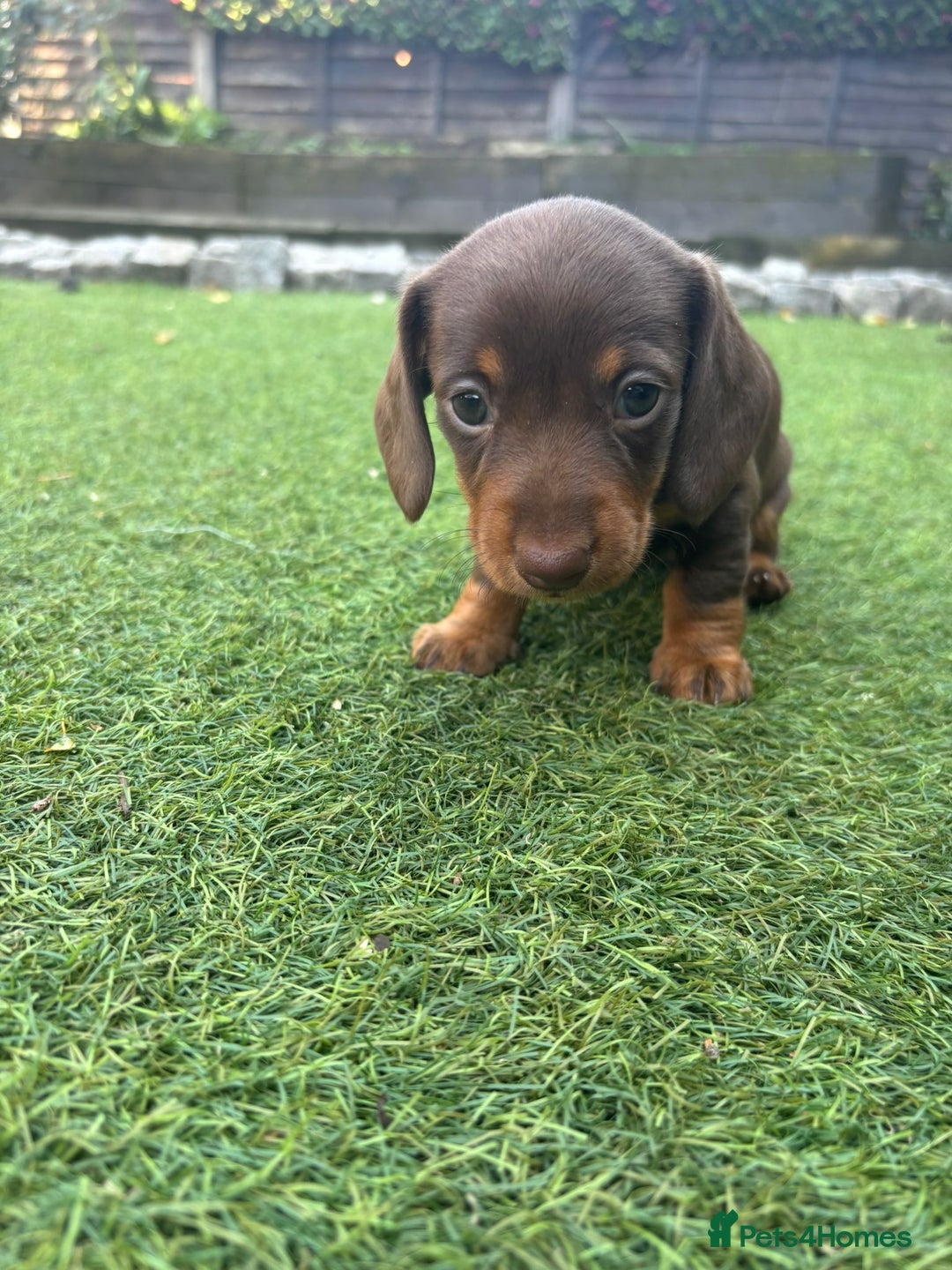 Miniature Dachshund dogs for sale: 3 gorgeous Chocolate and tan Girls  - Image 6