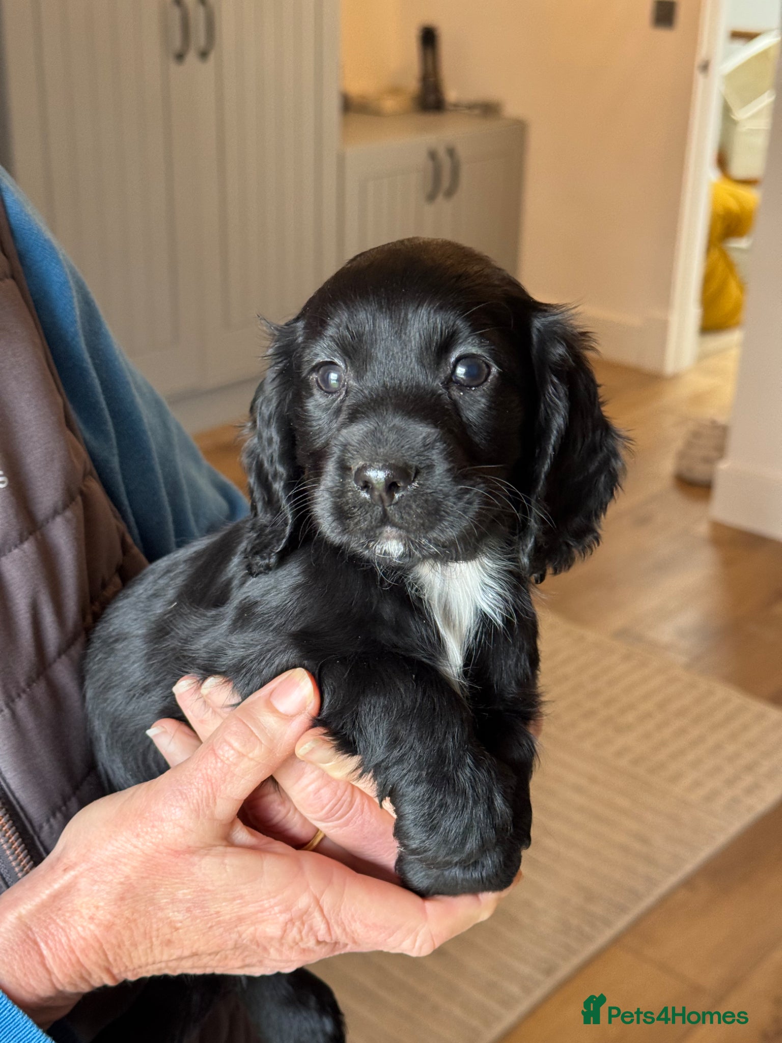 Cocker Spaniel dogs Cocker spaniel puppies - Advert 2
