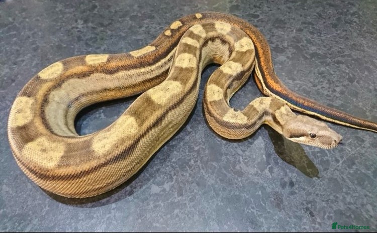 Boa Snake reptiles - Advert 8