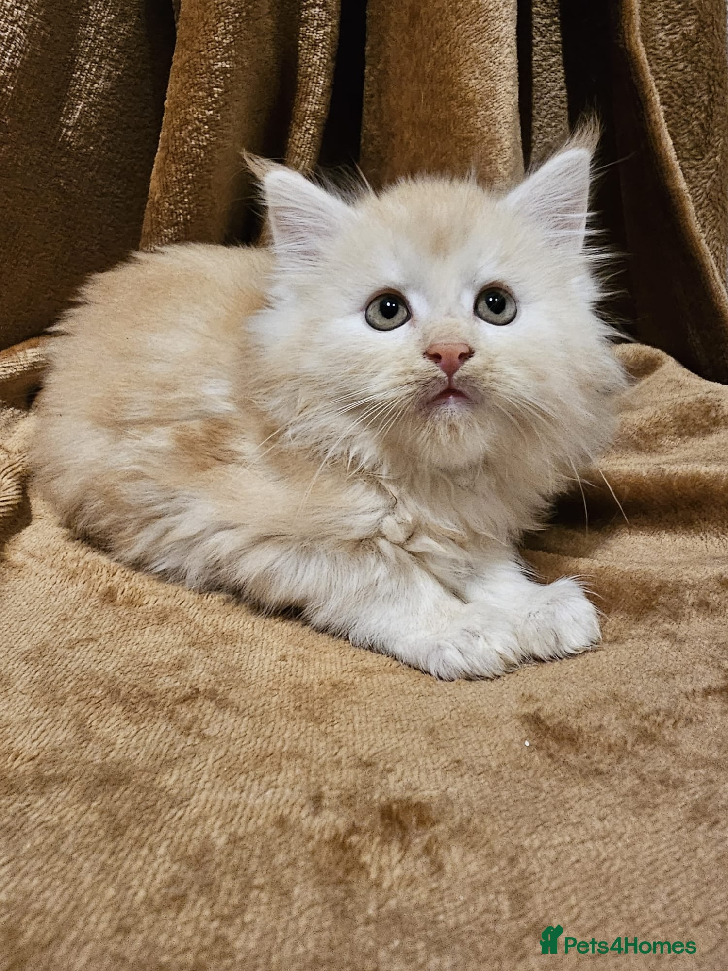 Maine Coon cats Active GCCF High Red Silver Male Maine Coon - Advert 17