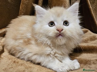 Maine Coon cats Active GCCF High Red Silver Male Maine Coon - Advert 1