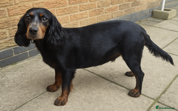Sprocker dogs for sale: Sprocker Spaniel Puppies  - Image 19