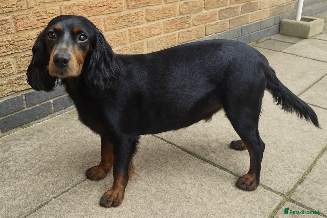 Sprocker dogs for sale: Sprocker Spaniel Puppies  - Image 19
