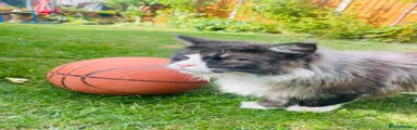 Maine Coon 1