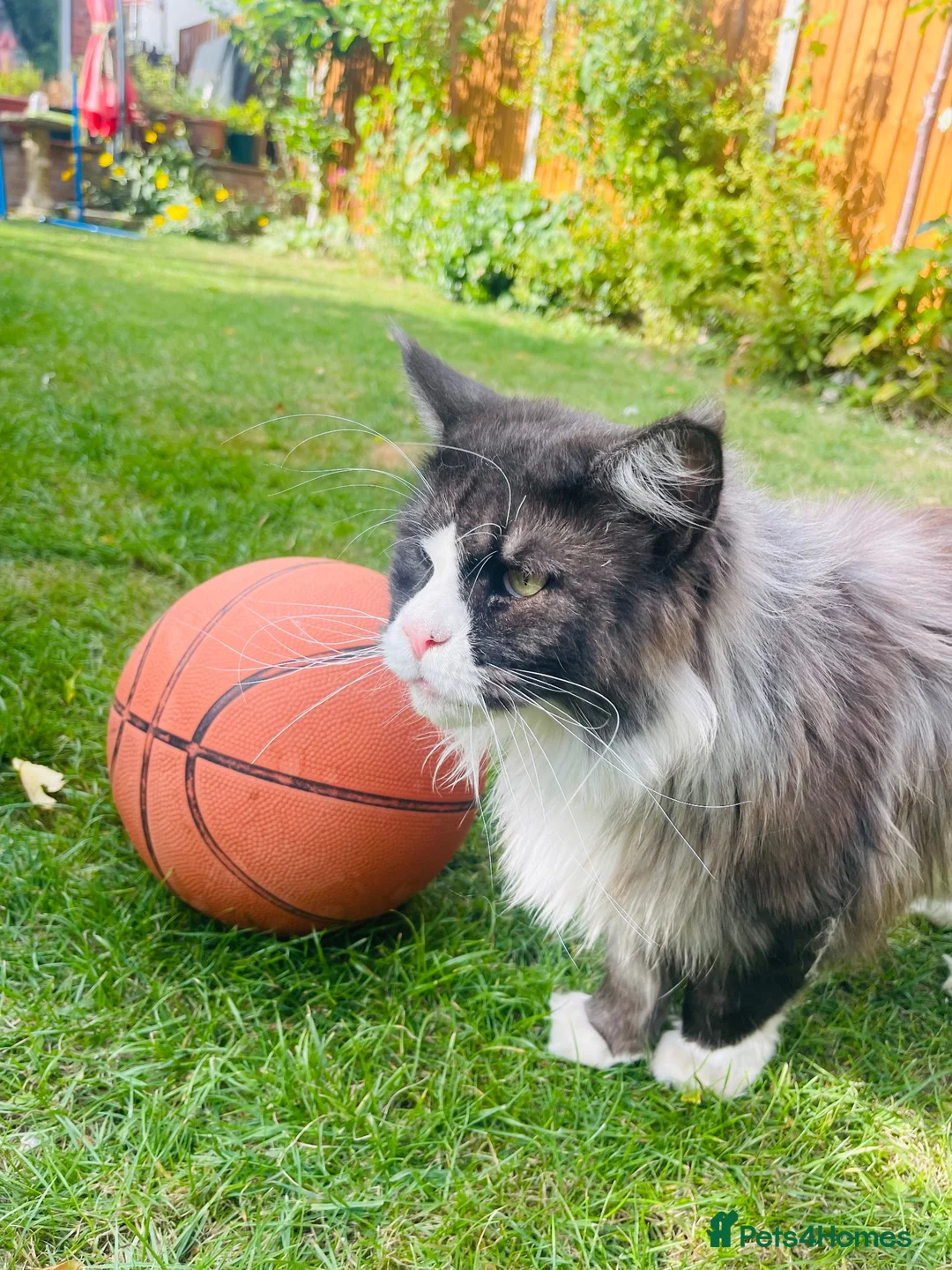 Maine Coon cats for sale: Mainecoon - Advert 9