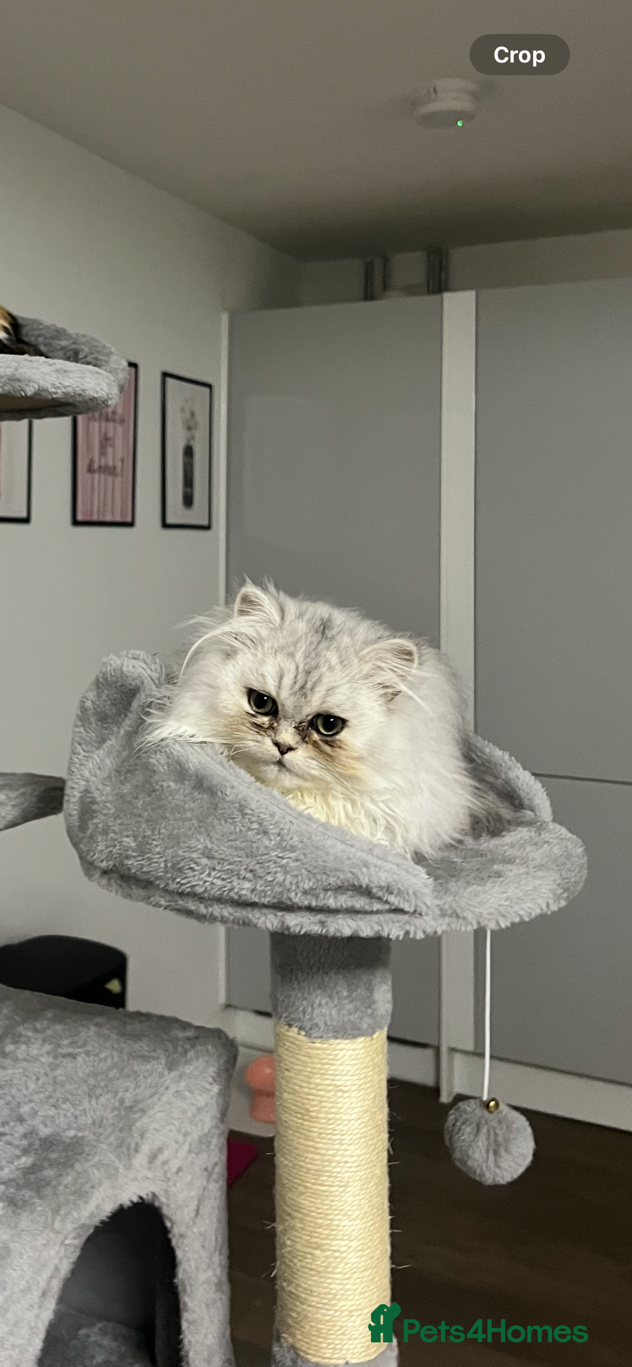 Persian cats Beautiful Persian Boy Kitten - Advert 19