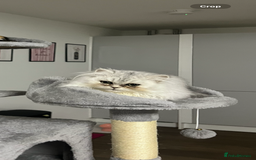 Persian cats for sale: Beautiful Persian Boy Kitten - Advert 1