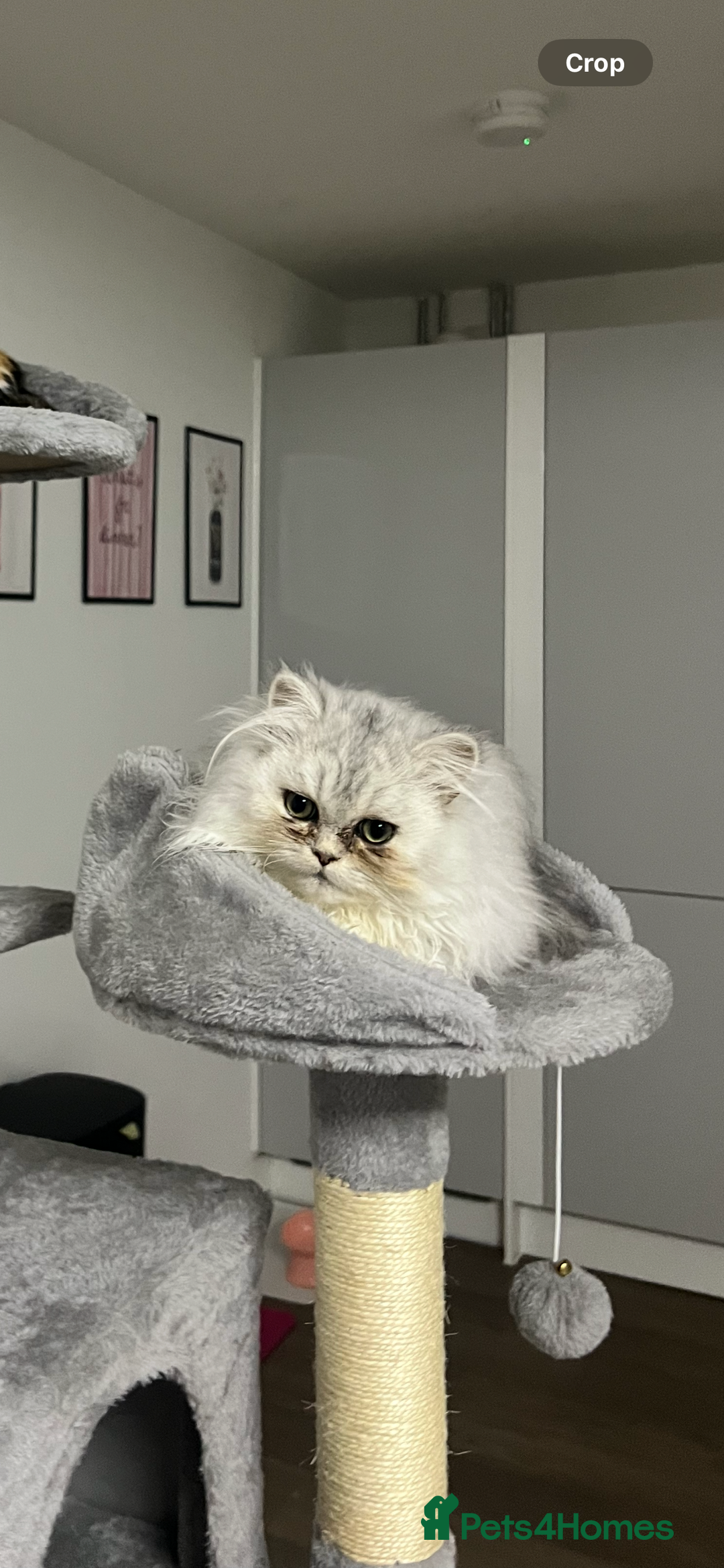 Persian cats for sale: Beautiful Persian Boy Kitten - Advert 1