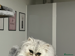 Persian cats for sale: Beautiful Persian Boy Kitten - Advert 1