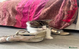 British Shorthair cats for sale: Beautiful British short hair x Maine coone kittens - Image 10